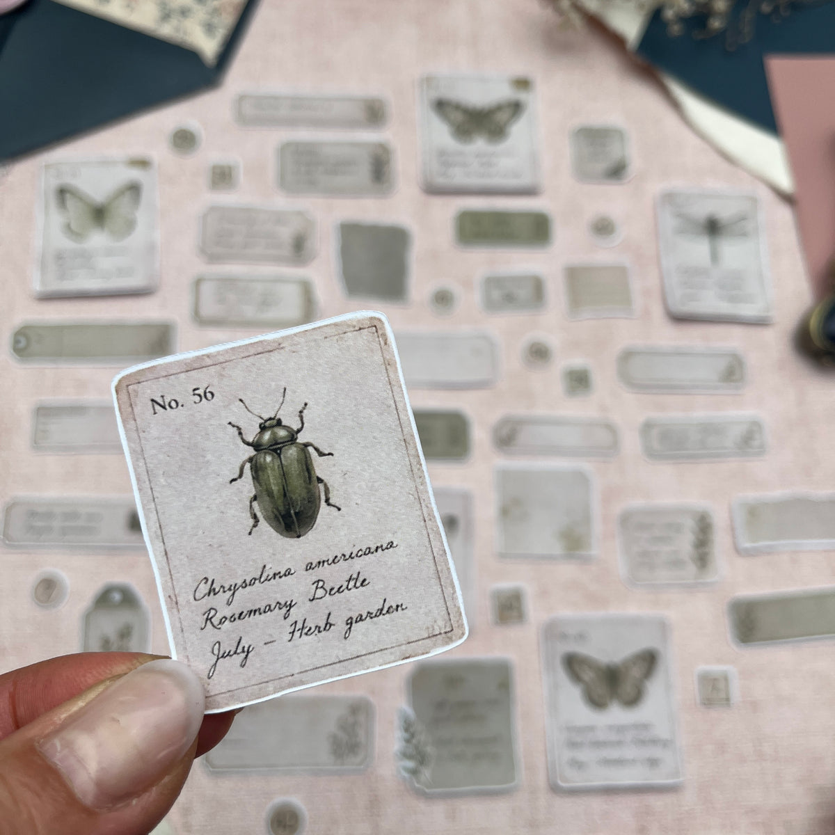 Specimen Ephemera | Fuzzy Cuts