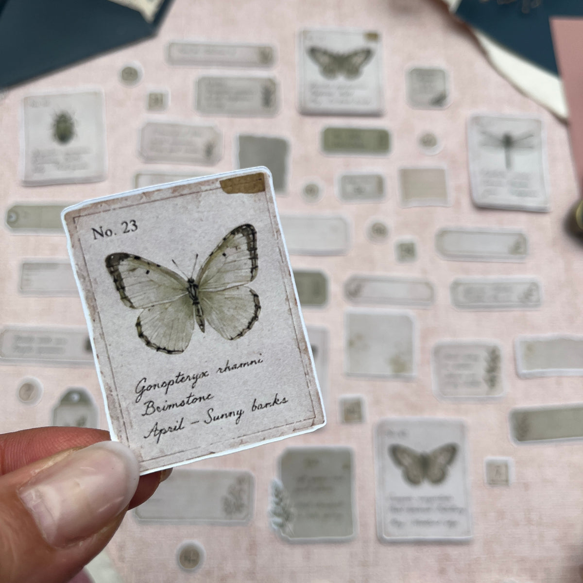 Specimen Ephemera | Fuzzy Cuts