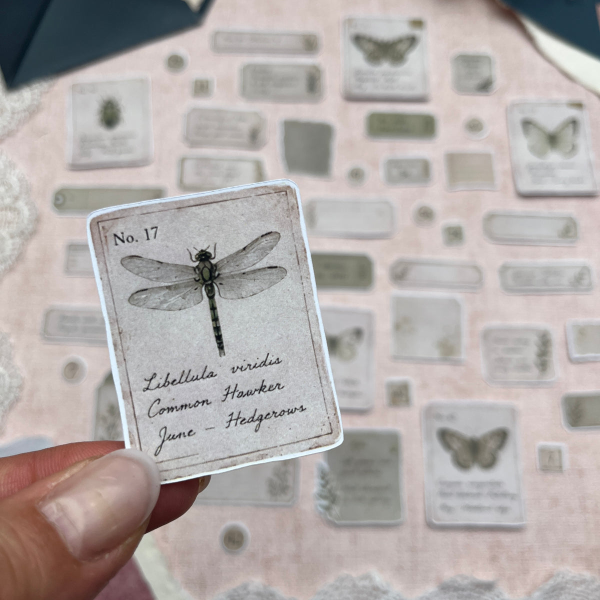 Specimen Ephemera | Fuzzy Cuts