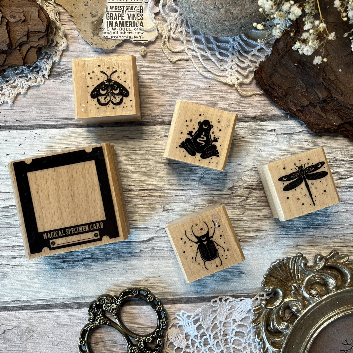 Holzstempel „Specimen“ – 5 x 5 cm und 3 x 3 cm