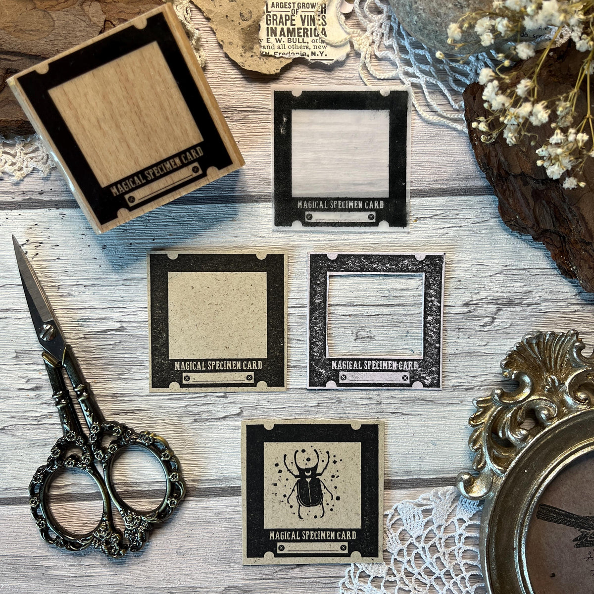 Holzstempel „Specimen“ – 5 x 5 cm und 3 x 3 cm